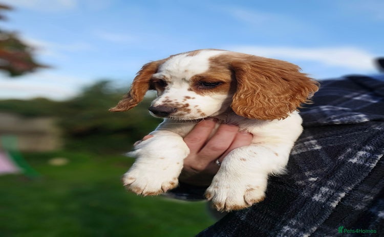 Sprocker dogs - Advert 2