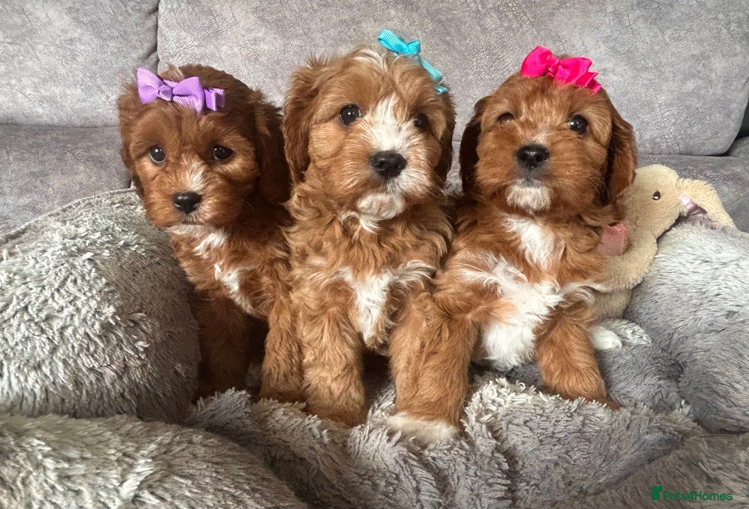 Cavapoo dogs for sale: Beautiful F1 Health Tested Red Cavapoo Puppies  - Image 12