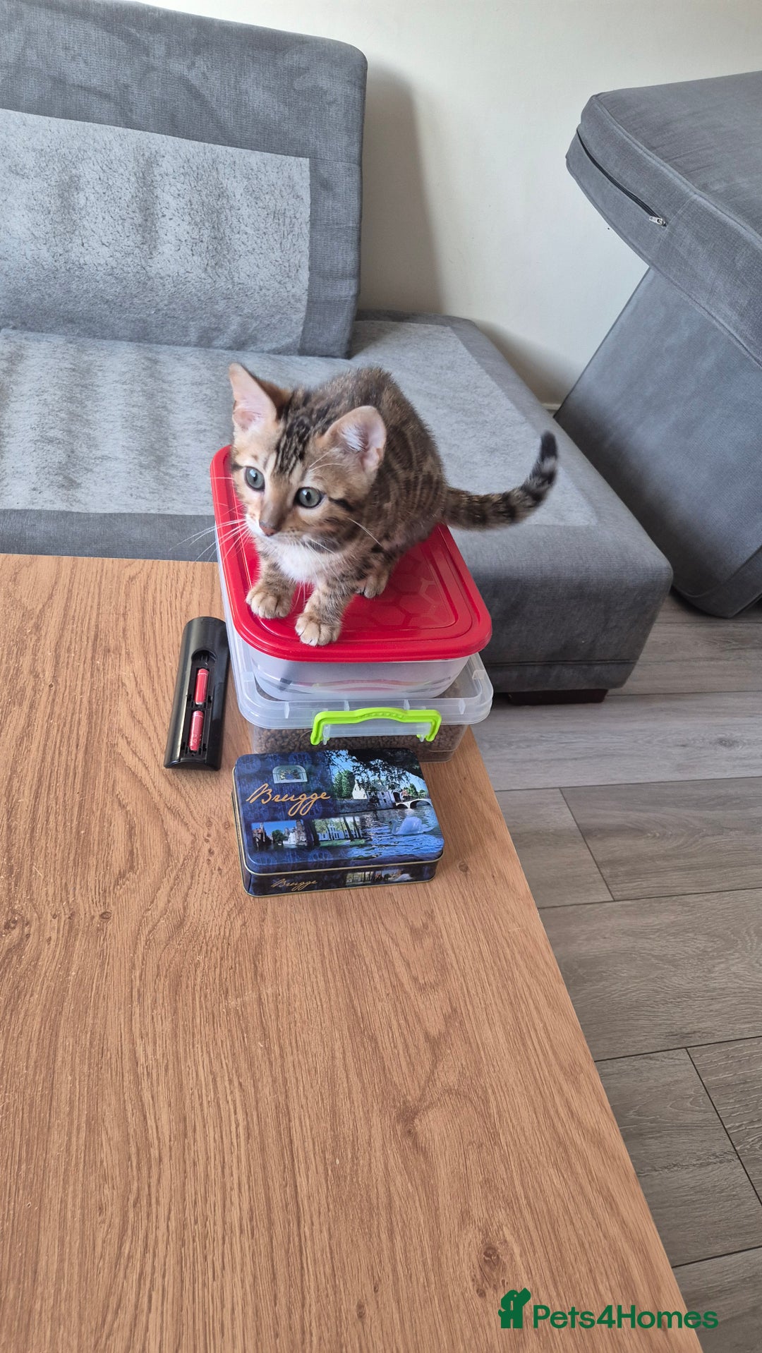 Bengal cats for sale: Beautiful bengal kittens... - Advert 11