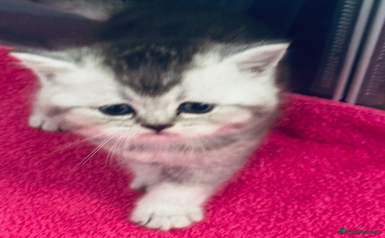 Scottish Fold cats - Advert 1