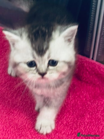 Scottish Fold cats - Advert 7