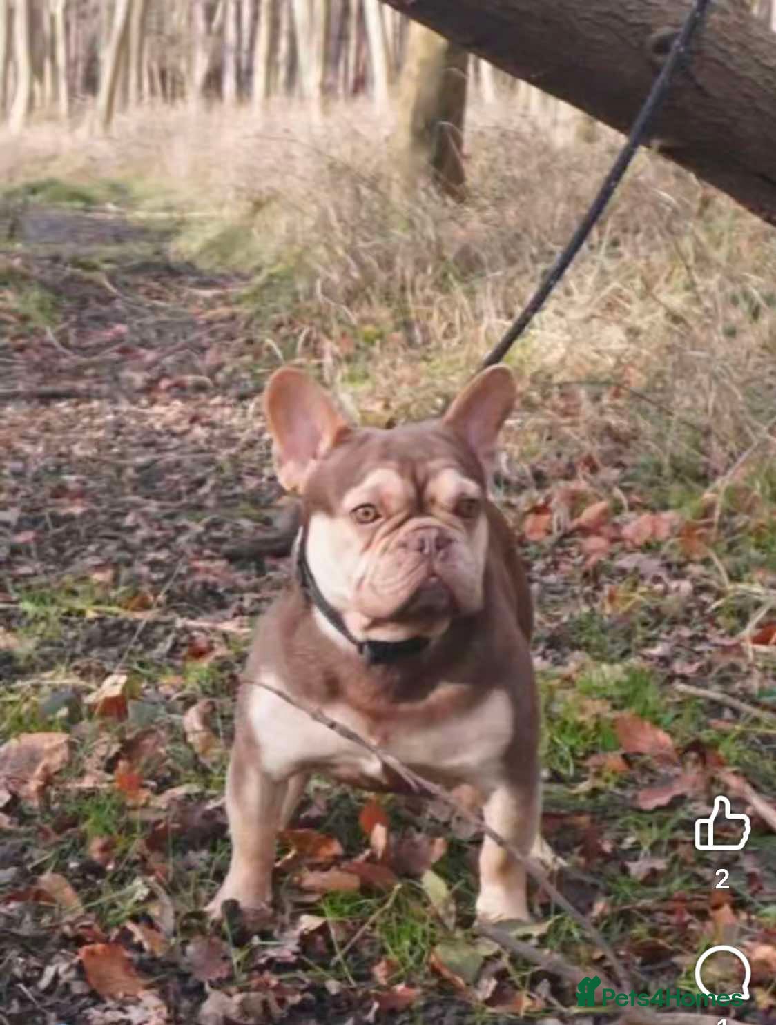 French Bulldog dogs New Shade Chocolate Carrying Fluffy L4 - Advert 3