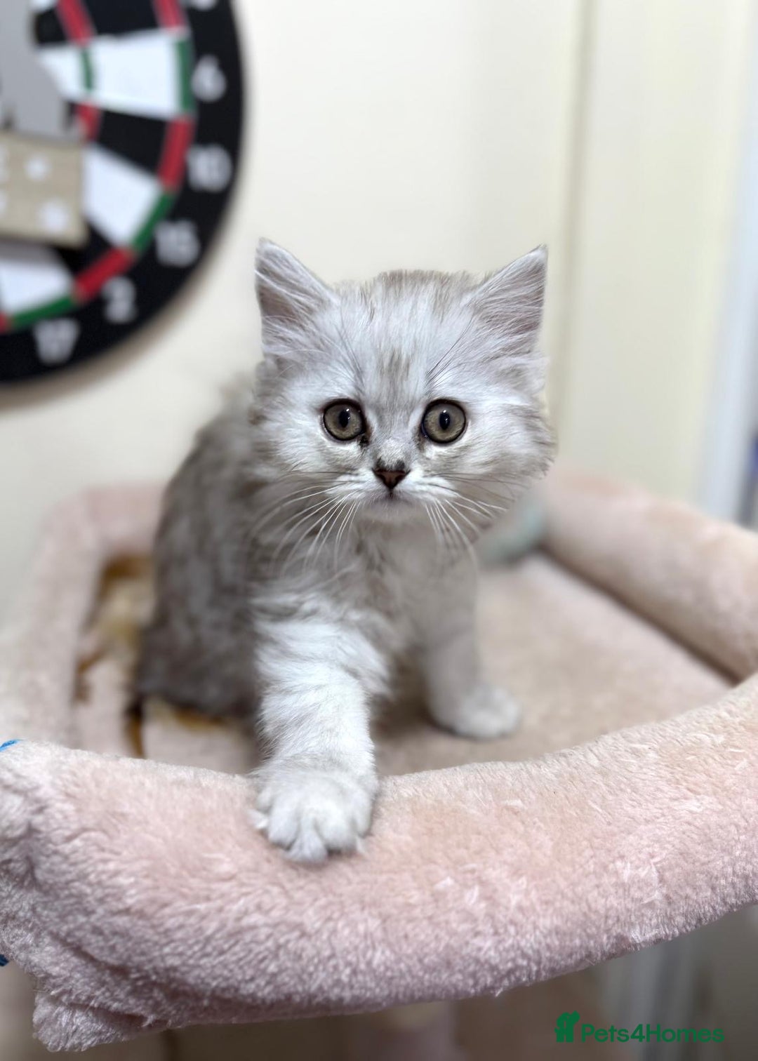 Mixed Breed cats for sale: Mixed breed kitten  - Image 3