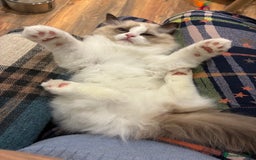 Ragdoll cats for sale: Gorgeous Ragdoll Kittens - Royal Raggies - Advert 8