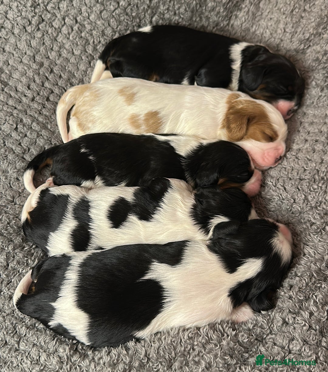 Cavalier King Charles Spaniel dogs for sale: Beautiful Cavalier King Charles Puppies. - Advert 1