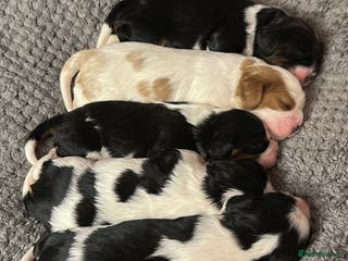 Cavalier King Charles Spaniel dogs Beautiful Cavalier King Charles Puppies. - Advert 11
