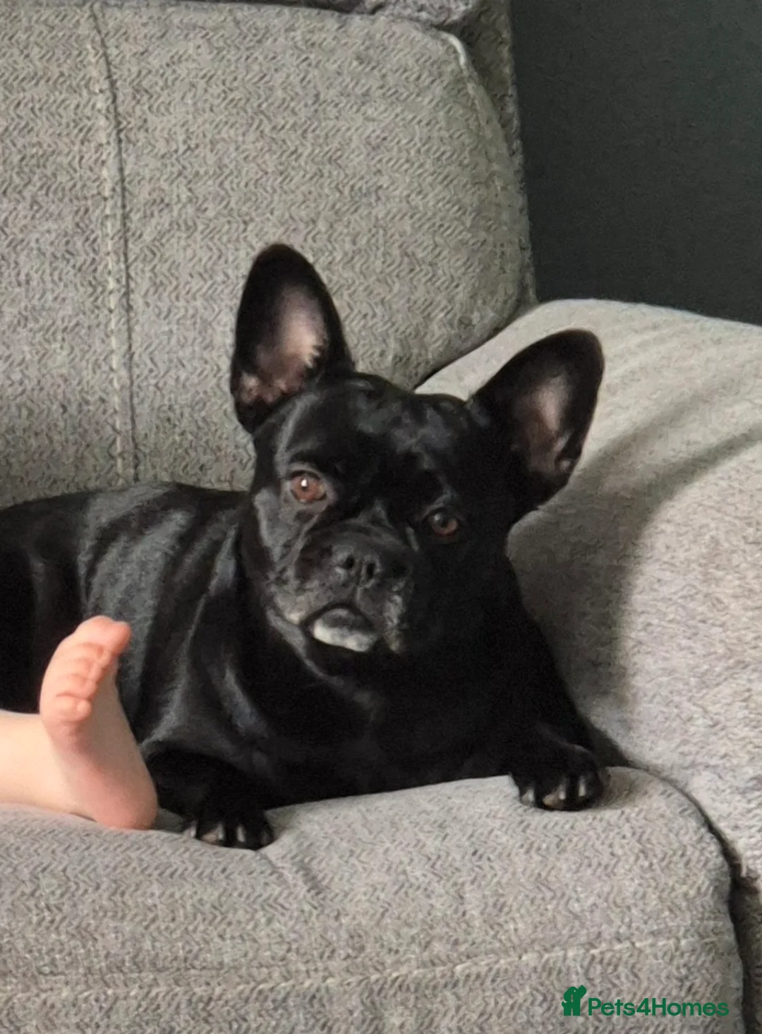 French Bulldog dogs for sale: Female french bulldog  - Advert 1