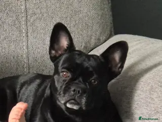 French Bulldog dogs Female french bulldog - Advert 1