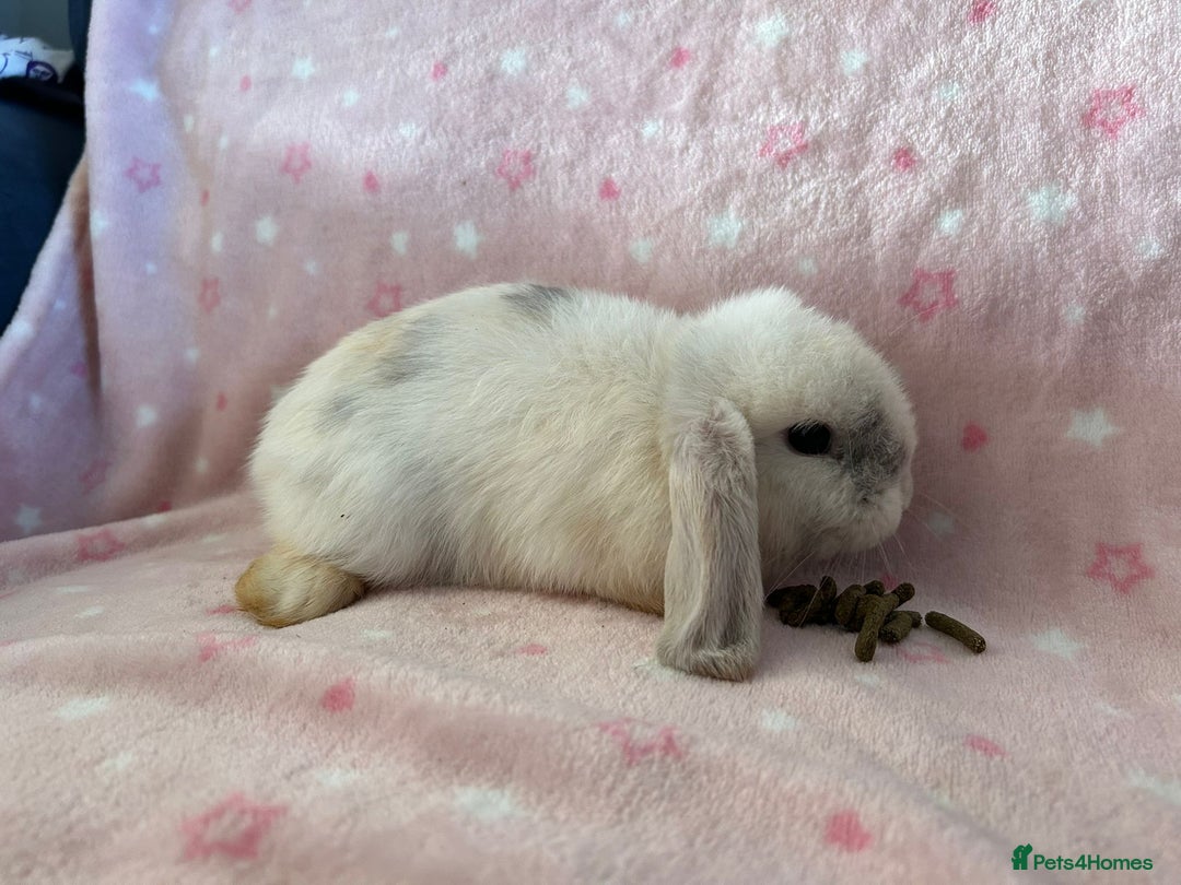 Mini Lop rabbits for sale: Pure Breed Mini Lop baby bunnies ready 1st Aug - Image 11