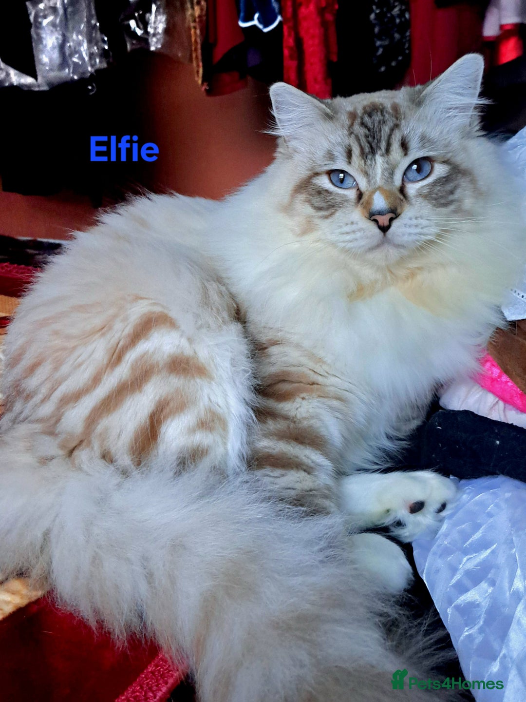 Ragdoll cats for sale: Exceptional bloodlines Ragdolls 💞💞 - Image 19