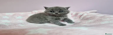 British Shorthair 4
