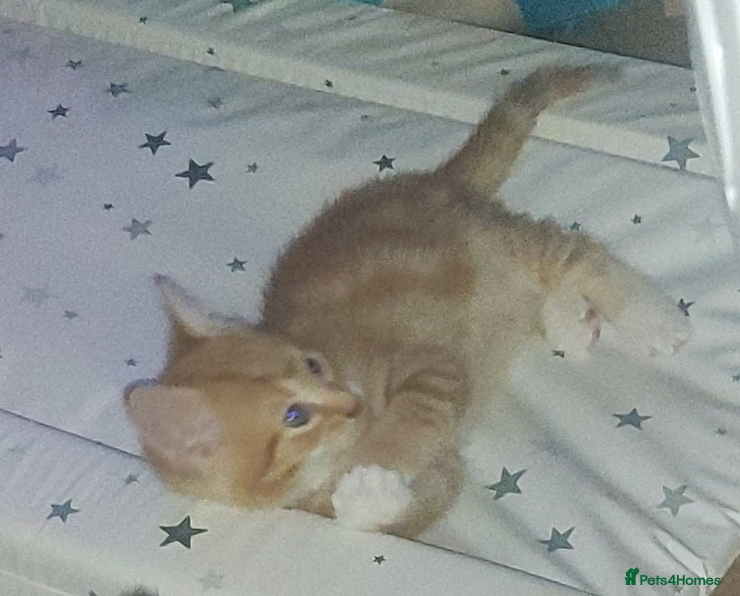 Mixed Breed cats for sale: 1 white, ginger and caramac kitten  - Advert 11