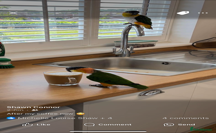 Parrots birds - Advert 12