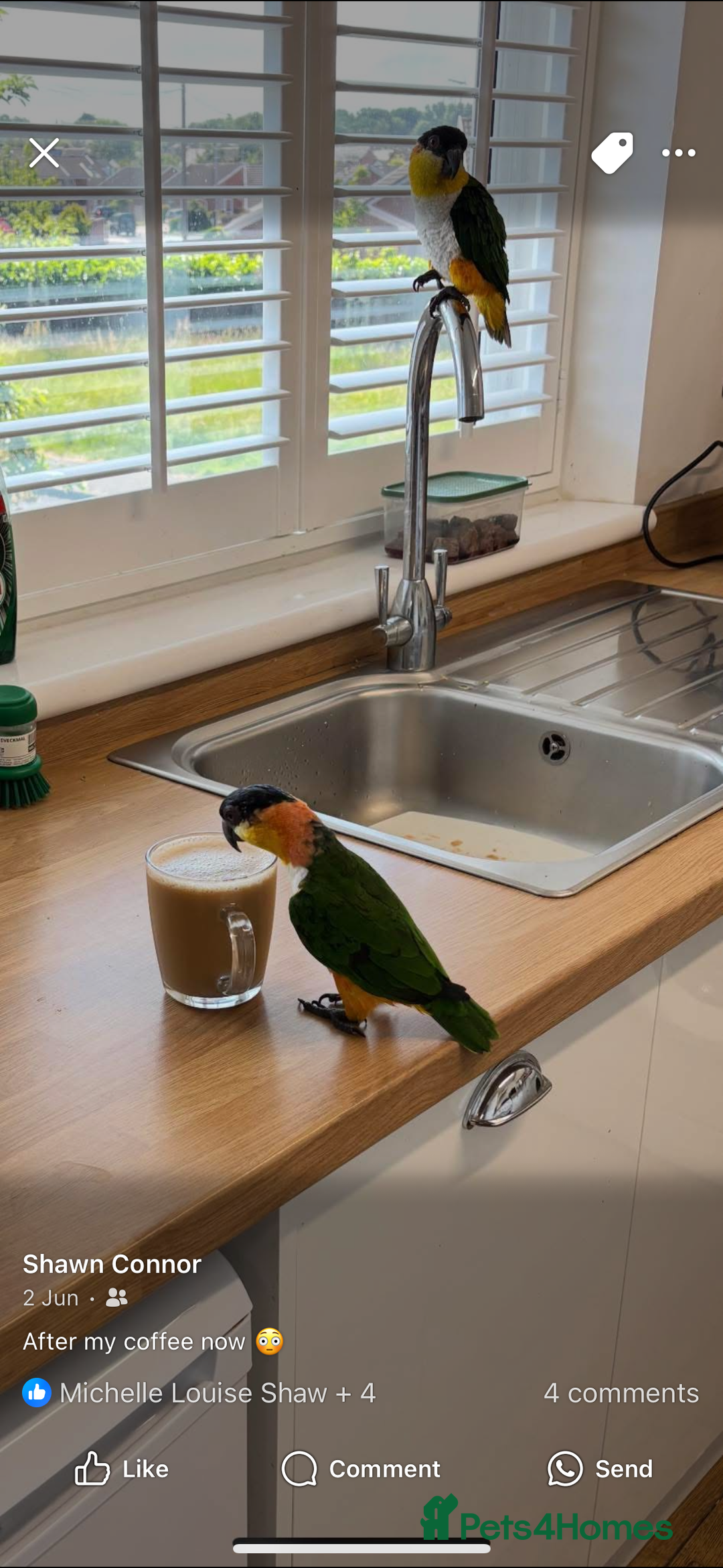 Parrots birds for sale: Black headed caique - Image 1
