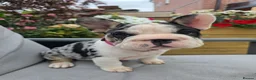 French Bulldog dogs for sale: Last girl ! French Bulldog  - Advert 3