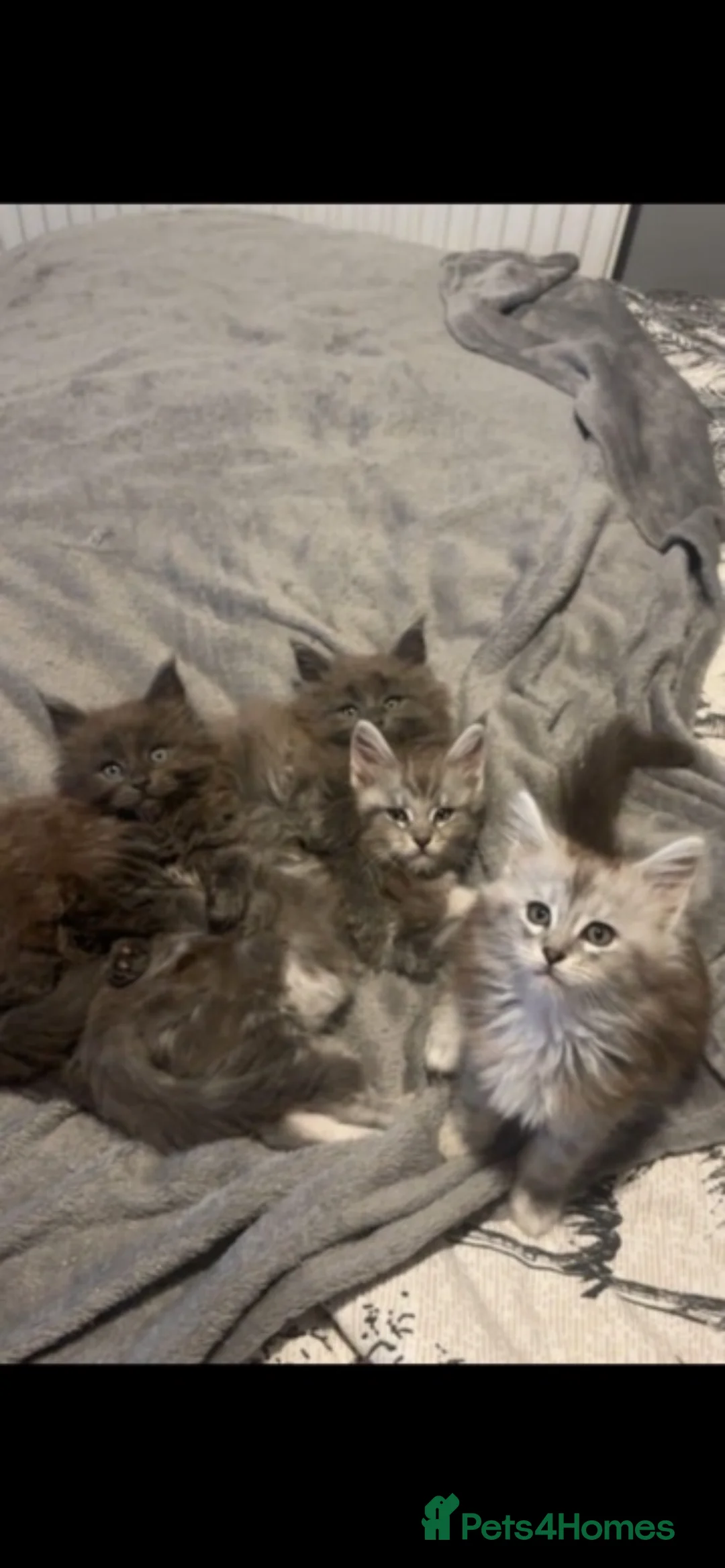 Maine Coon cats for sale: Maine coon Kittens  in Nottingham - Advert 1
