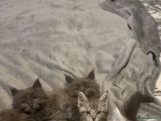 Maine Coon cats Maine coon Kittens - Advert 1