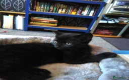 Domestic Shorthair cats for sale: Beautiful kittens looking for, forever homes. - Image 7