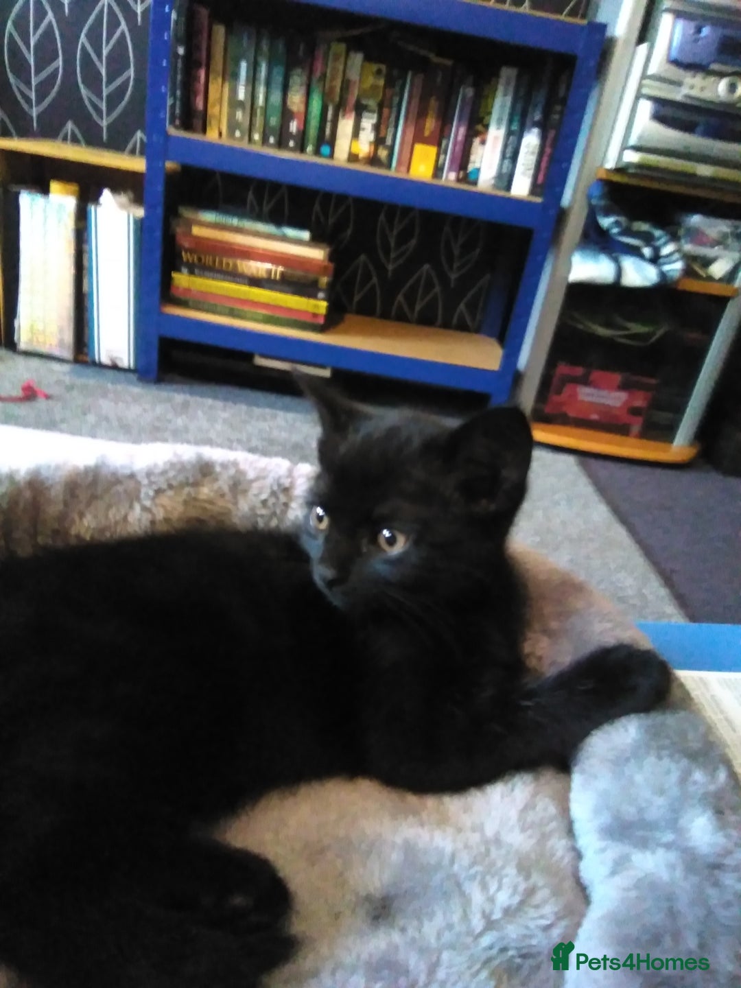 Domestic Shorthair cats for sale: Beautiful kittens looking for, forever homes. - Image 7