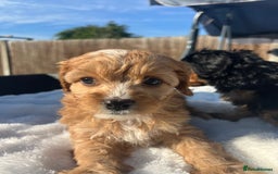 Cavapoo dogs for sale: ⭐️ Black & Tan Female Toy Cavapoo ⭐️ - Image 29
