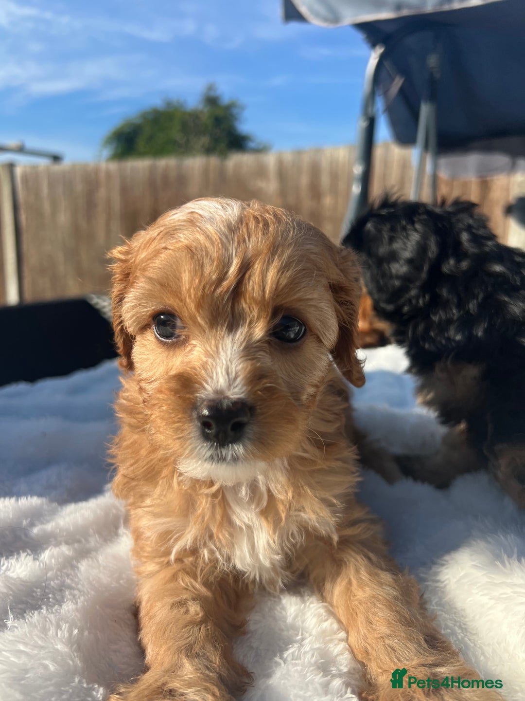 Cavapoo dogs for sale: ⭐️ Black & Tan Female Toy Cavapoo ⭐️ - Image 29