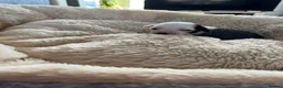 Chinese Crested dogs for sale: Lovely Chinese crested puppies for sale  - Advert 1