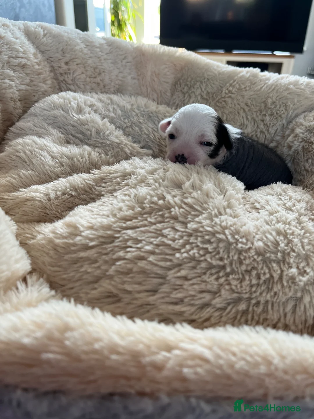 Chinese Crested dogs for sale: Lovely Chinese crested puppies for sale  - Advert 1