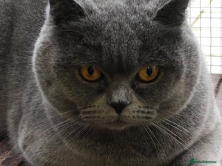 Brazilian Shorthair cats - Advert 4