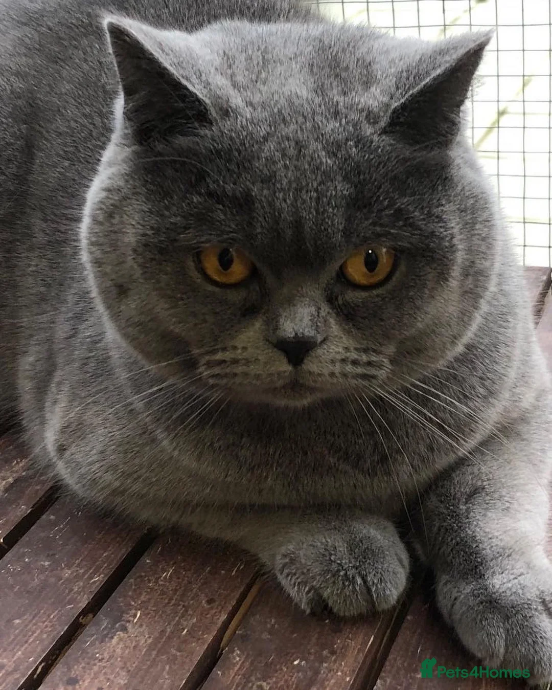 Brazilian Shorthair cats for stud: GCCF active boy for stud only £ **  - Advert 4