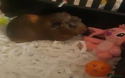 Guinea Pig rodents for sale: Mrs Laura Allwood  - Image 1