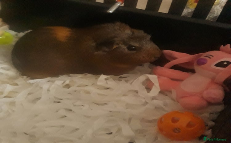 Guinea Pig rodents - Advert 3