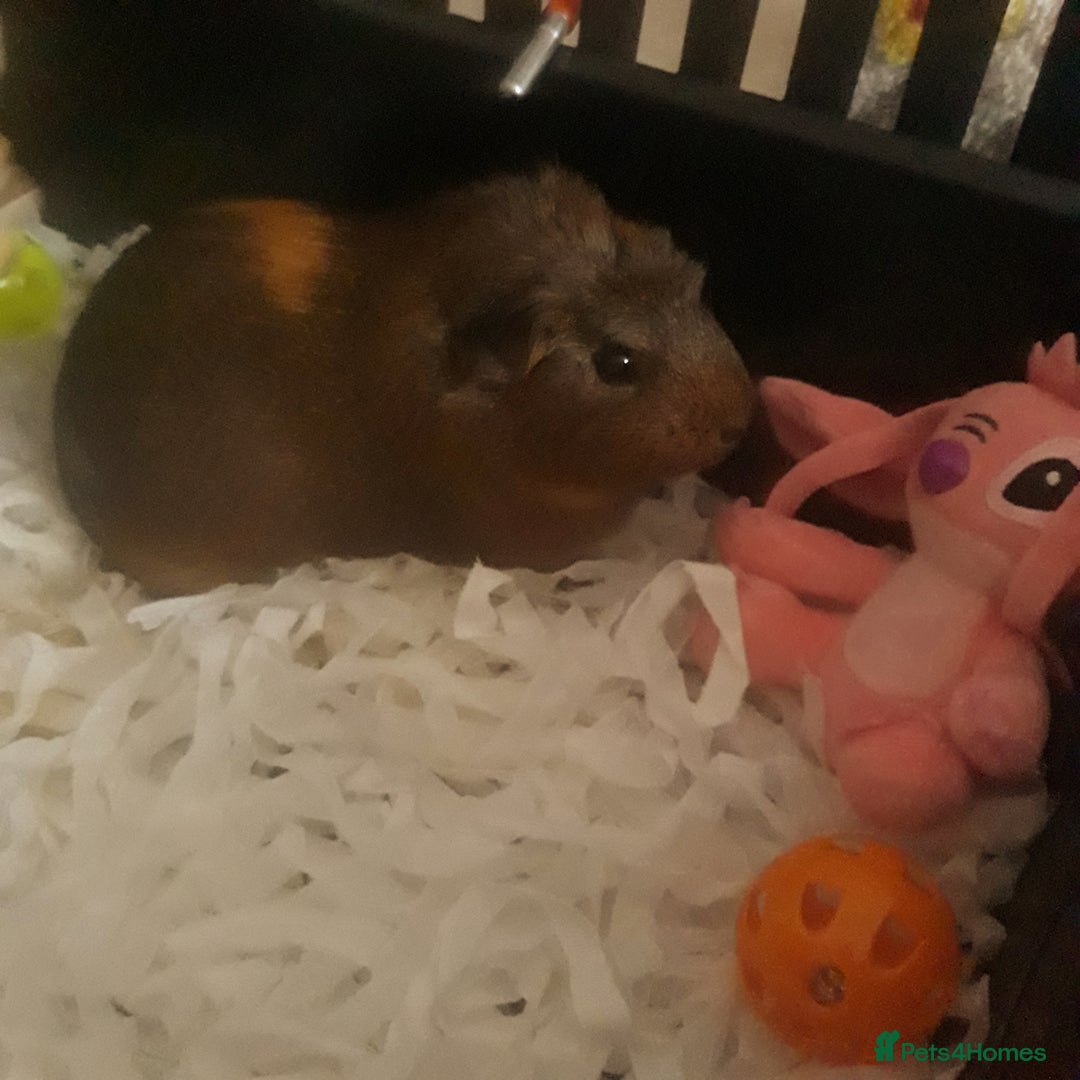 Guinea Pig rodents for sale: Mrs Laura Allwood  - Image 1