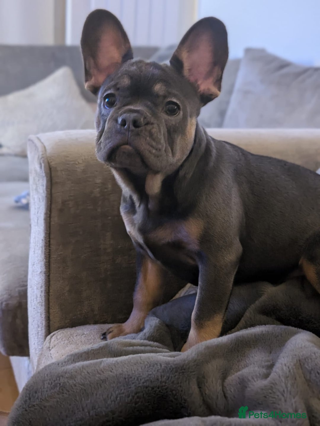 French Bulldog dogs for sale: Stunning kc reg French bulldog  - Advert 5
