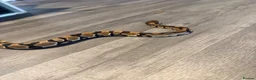 Python Snake reptiles for sale: 3 ball python  - Advert 3