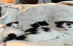 Domestic Shorthair cats for sale: Beautiful litter of kittens - Image 8