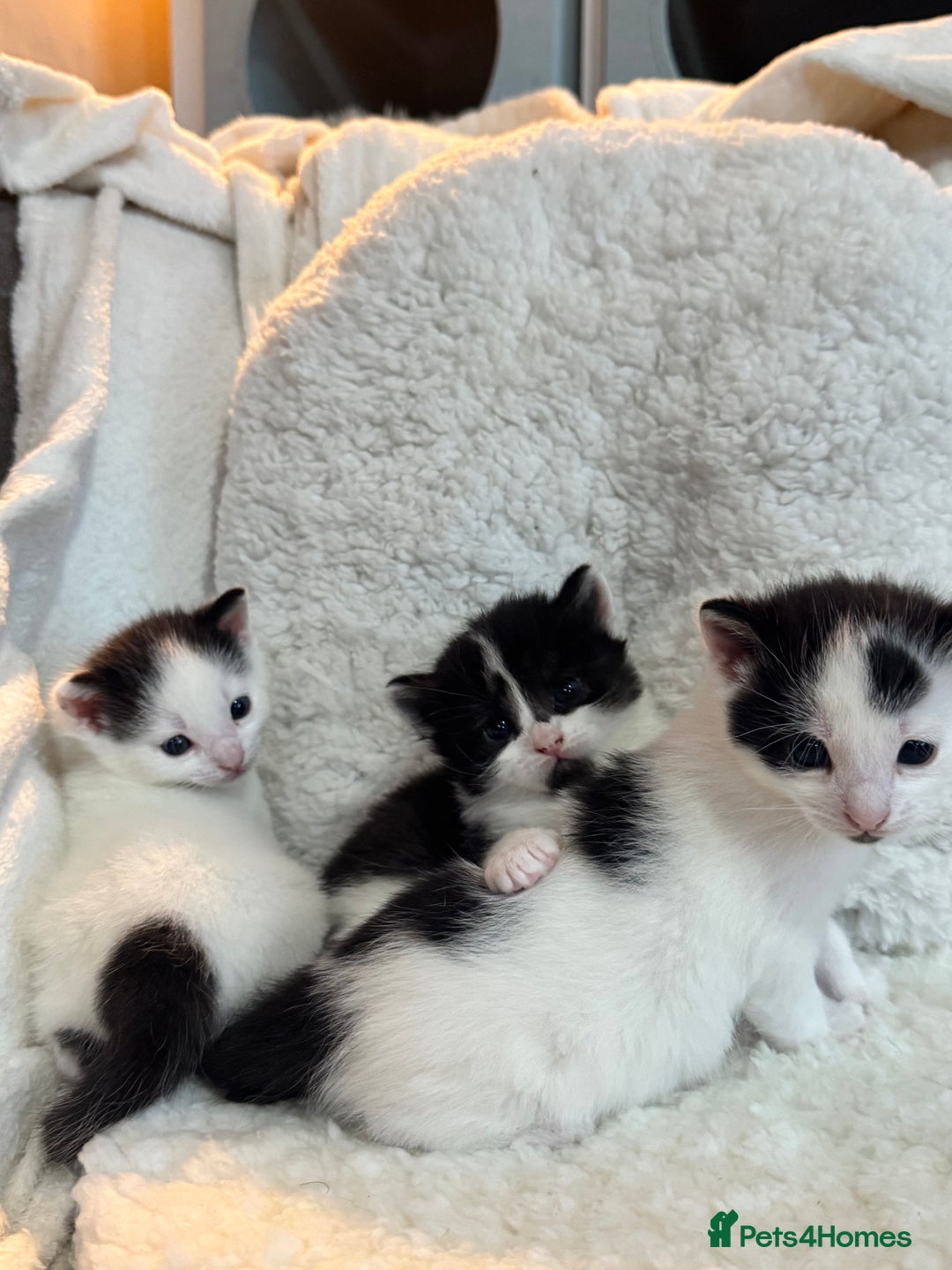 Domestic Shorthair cats for sale: Beautiful litter of kittens - Image 8