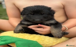 German Shepherd dogs for sale: German shepherd pups  - Image 7
