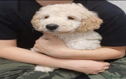 Cockapoo dogs for sale: Beautiful Little Cockapoo Boy  - Image 6