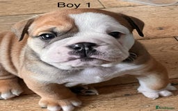 English Bulldog dogs for sale: Kc reg English bulldog puppies 🏴󠁧󠁢󠁥󠁮󠁧󠁿 - Image 25