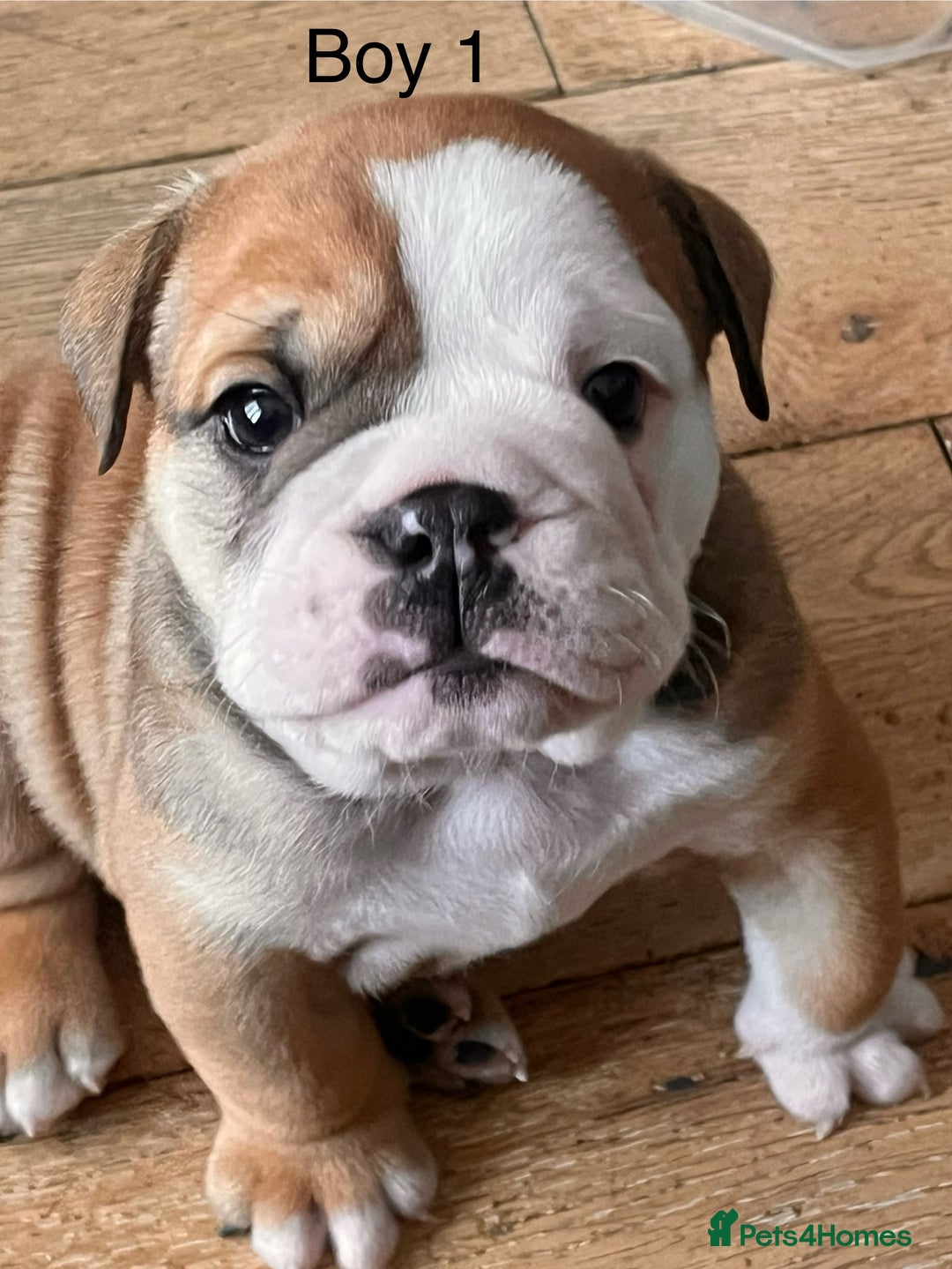English Bulldog dogs for sale: Kc reg English bulldog puppies 🏴󠁧󠁢󠁥󠁮󠁧󠁿 - Image 25