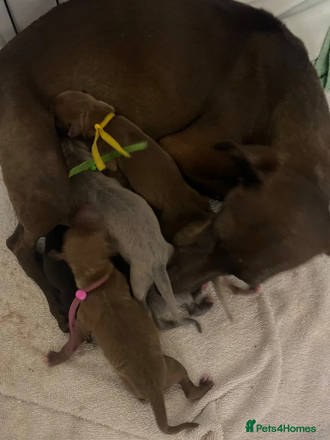 Italian Greyhound dogs for sale: Handsome Italian greyhound - Advert 2