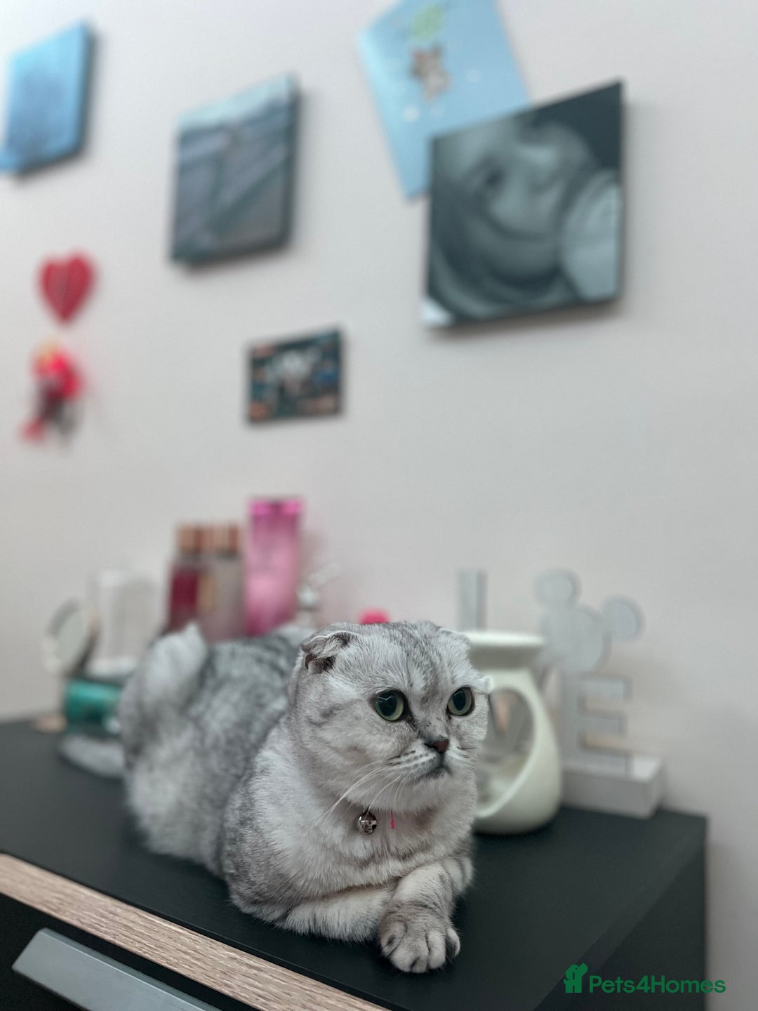 Scottish Fold cats for sale: 4 little Scottish kittens.🤍 - Image 1