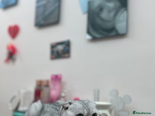 Scottish Fold cats for sale - Advert 1