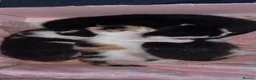 Mixed Breed cats for sale: 3 beautiful kittens  - Advert 8