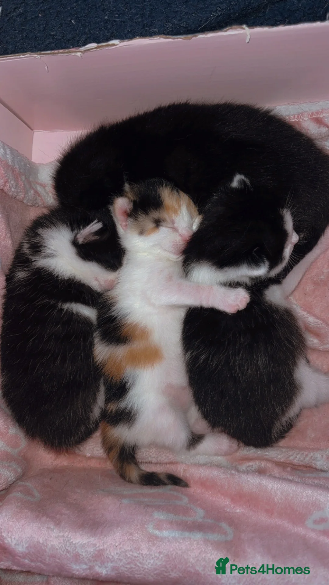 Mixed Breed cats for sale: 3 beautiful kittens  - Advert 8