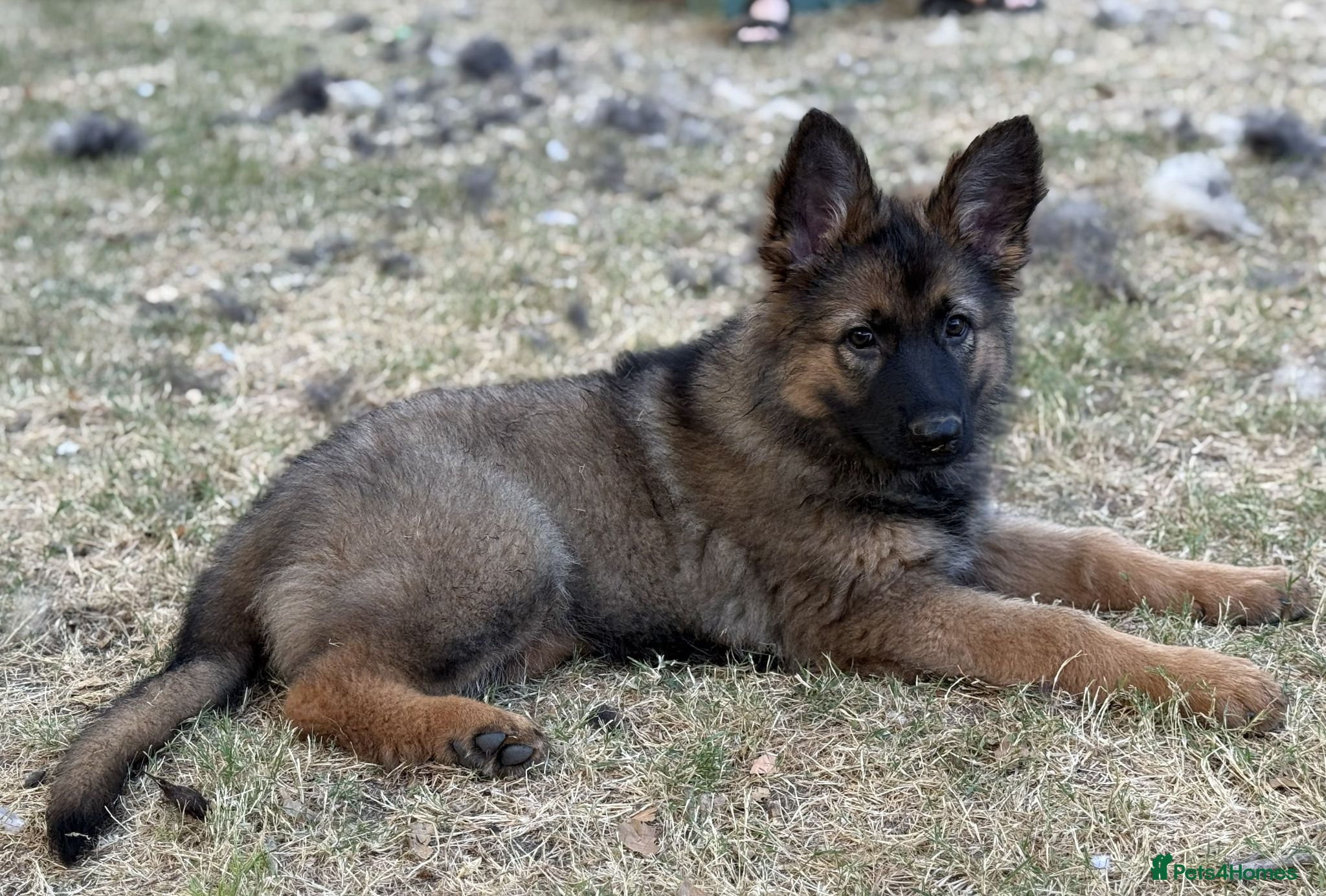 German Shepherd dogs Quality Longcoat Female GSD Health tested Parents  - Advert 1