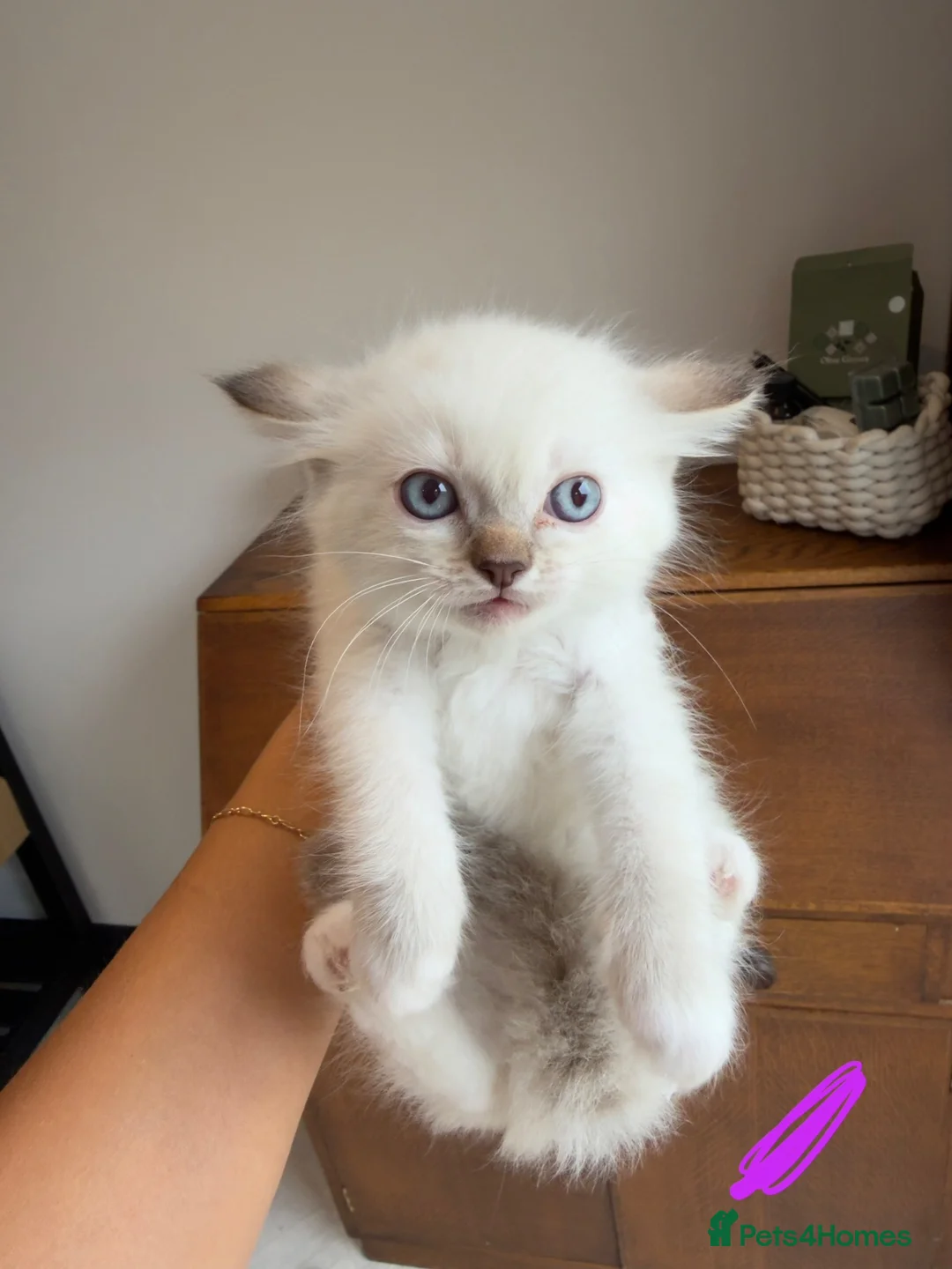 Ragdoll cats for sale: Pedigree Ragdoll Kittens Ready This Week - Advert 2