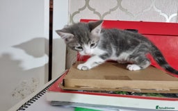 Domestic Shorthair cats for sale: 5 Beautiful Kittens Looking for Forever Homes - Image 9