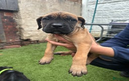 Cane Corso dogs for sale: Pure breed cane corso  - Image 28