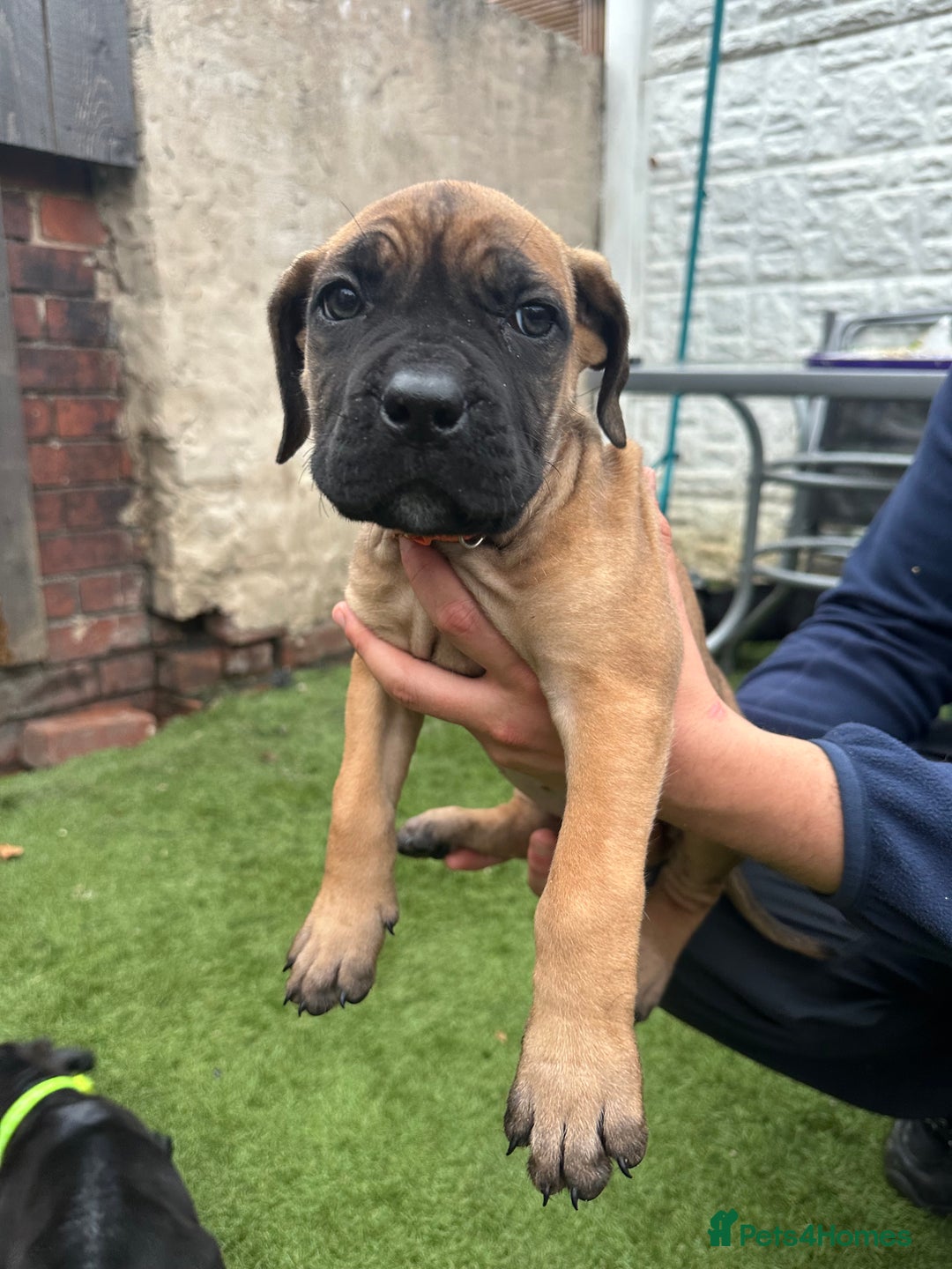 Cane Corso dogs for sale: Pure breed cane corso  - Image 28